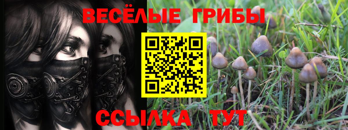 Псилоцибиновые грибы Psilocybe Дзержинск
